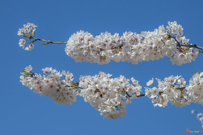 Japanese Cherry Tree Blossoms on the Tidal Basin (DS0083)