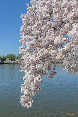 Japanese Cherry Tree Blossoms over the Tidal Basin (DS0084)