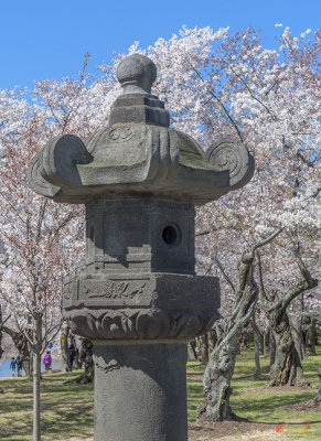 Japanese Stone Lantern and Cherry Trees (DS0085)