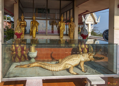 Wat Woranat Bonphot Kao Kob Buddha Image Shrine with Crocodile (DTHNS0042)