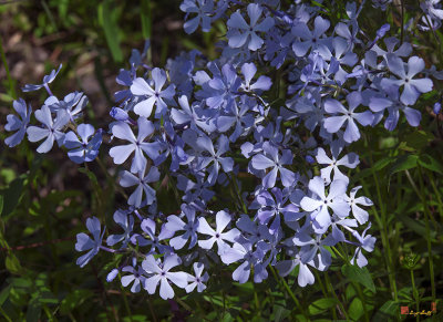 Wild Blue Phlox (Phlox divericata) (DSPF0390)
