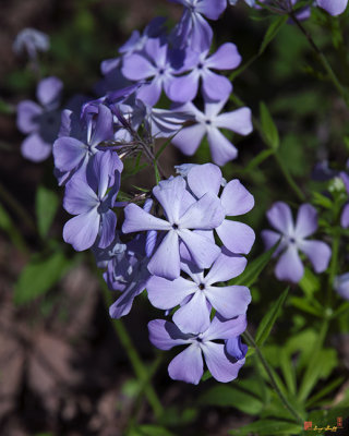 Wild Blue Phlox (Phlox divericata) (DSPF0396)