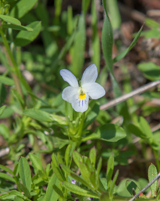 Field Pansy (Viola bicolor) (DSPF0307)