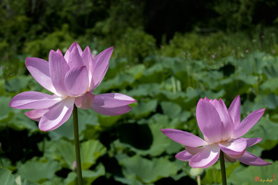 g9/99/758199/3/163774328.kUIbo46l.jpg