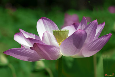 Lotus--Center of Being vi (DL0086)