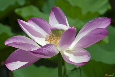 Lotus--Center of Being--Protective Covering i (DL0087)