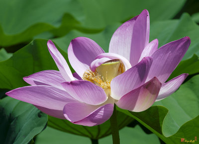 Lotus--Center of Being--Protective Covering ii (DL0088)