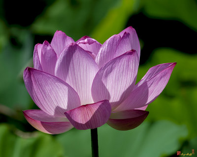 Lotus Beauty--Buxom Beauty ii (DL0090)
