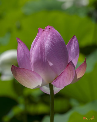 Lotus Bud--Opening Up ii (DL0091)