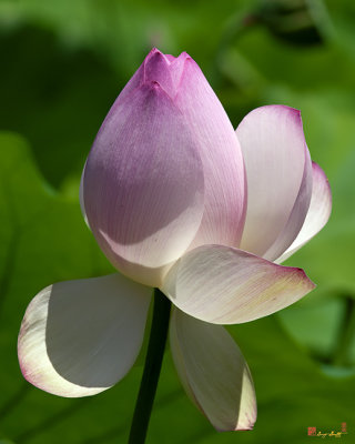 Lotus Bud--Showing a Blush of Pink ii (DL0092)