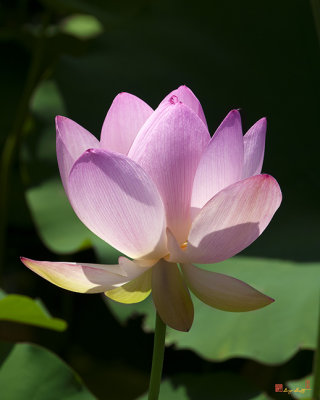 Lotus Bud--Getting the Hang of It i (DL0093)