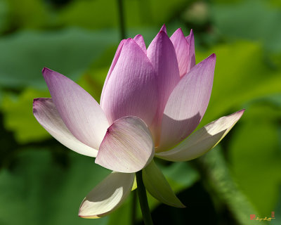 Lotus Bud--Getting the Hang of It ii (DL0094)