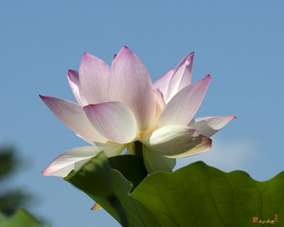 Lotus--Blue Sky i (DL0104)