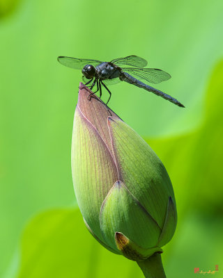 Lotus Bud and Slaty Skimmer Dragonfly (DL0105)