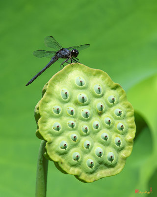 Lotus Capsule and Slaty Skimmer Dragonfly (DL0106)