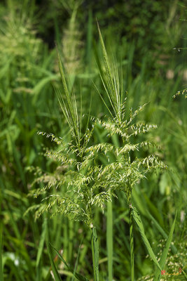 Indian Wild Rice (Zizania aquatica) (DSMF0319)