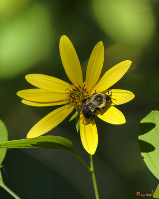 Pale-leaved Sunflower (Helianthus strumosus) with Bumble Bee (DFF0061)