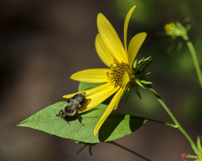 Pale-leaved Sunflower (Helianthus strumosus) with Bumble Bee (DFF0062)
