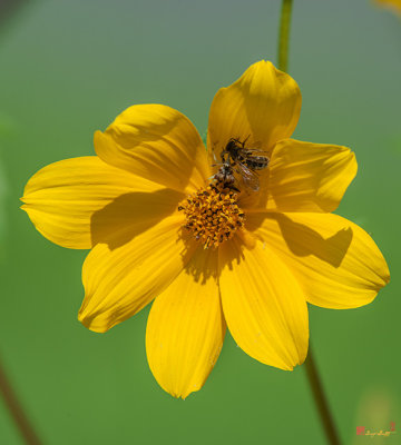 Ambush Bug (Phymata pennsylvanica) with Captured Bee (DIN0266)