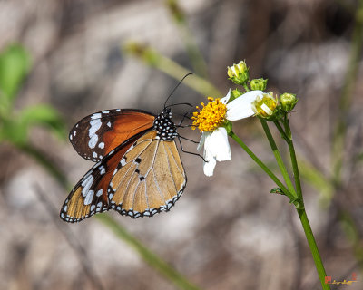 Plain Tiger or African Monarch Butterfly (Danaus chrysippus) (DTHN0206)