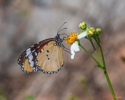 Plain Tiger or African Monarch Butterfly (Danaus chrysippus) (DTHN0207)