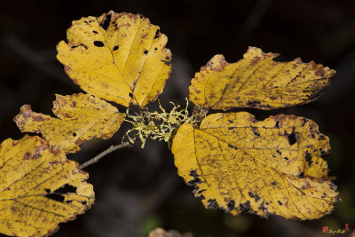 Common Witch-hazel or American Witch-hazel (Hamamelis virginiana) (DFF0063)