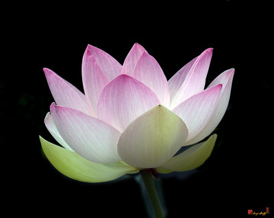 Lotus Beauties