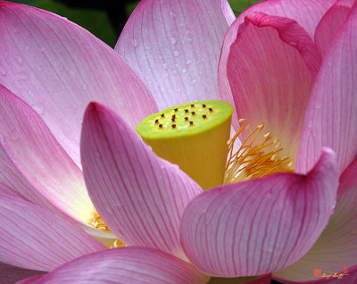 Lotus--Center of Being