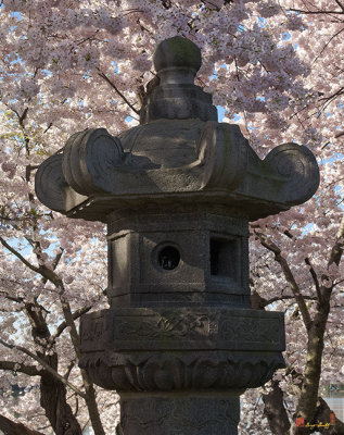 Japanese Stone Lantern and Cherry Trees (DS025)