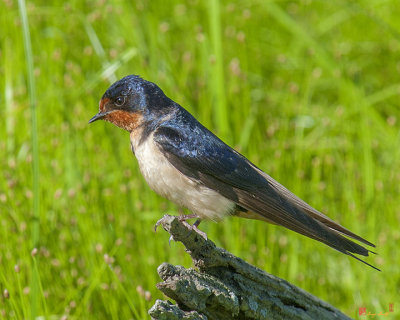 Barn Swallow (DSB019)