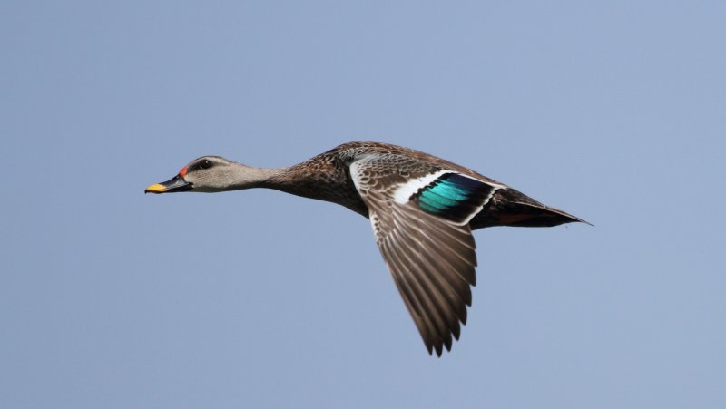 Spot Billed Duck