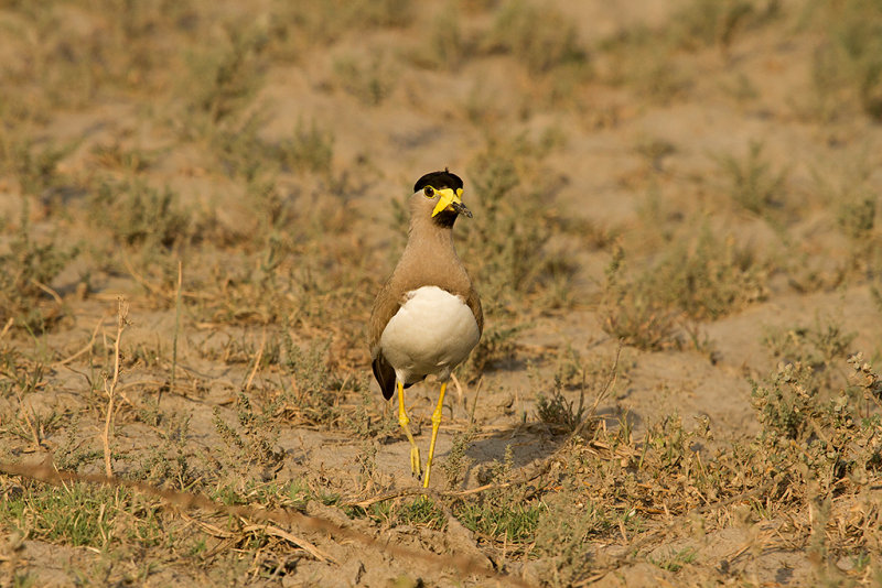 Yellow Wattled Lapwing