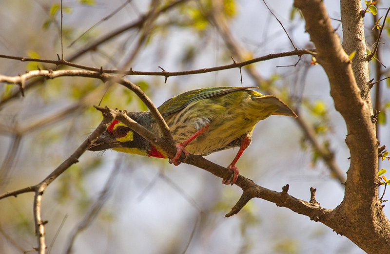 Coppersmith Barbet