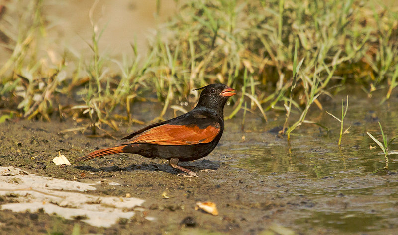 Crested Bunting