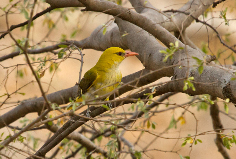 Golden Oriole