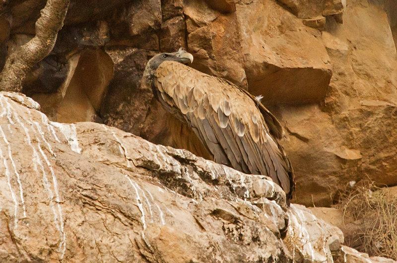Indian Long Billed Vulture