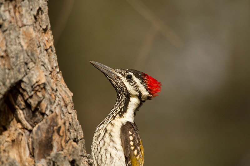 Lesser Goldenback Woodpecker