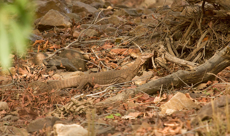Monitor Lizard