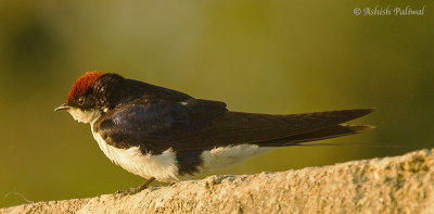 wire-tailed-swallow.jpg