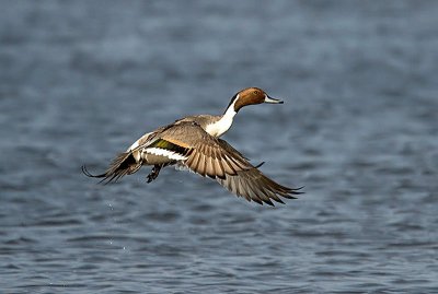 Northern Pintail