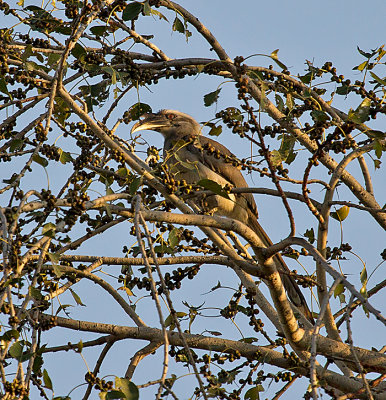 indian-grey-hornbill.jpg