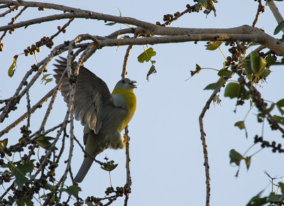 yellow-footed-green-pigeon.jpg