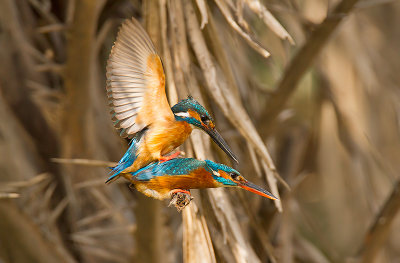 Common Kingfisher Mating