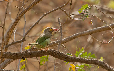 Brown Headed Barbet