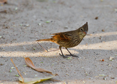 Crested Bunting