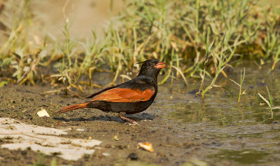 Crested Bunting