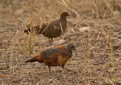 Painted Spurfowl