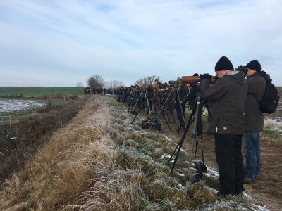 American-Tree-Sparrow first for Sweden and Western Pelearktis nov 2016