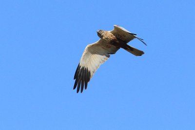 March-Harrier Circus aeruginosos