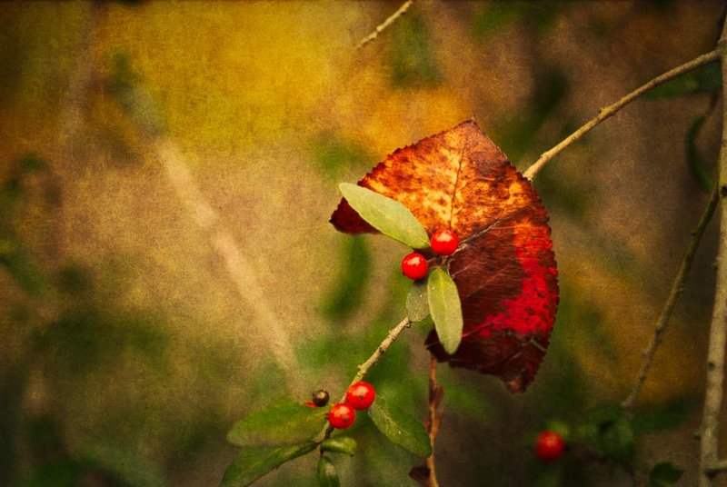 Fall Colors